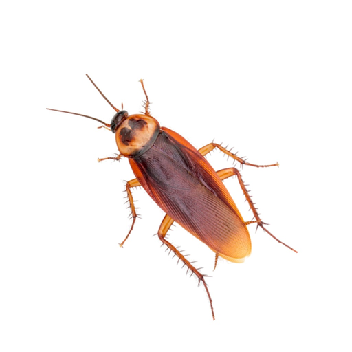 Bug Plague - Play on Watch app icon