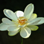 Quote Spark icon