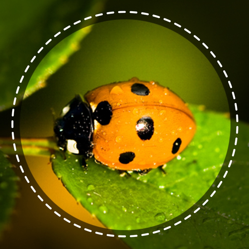 Insect identifier by photo app icon