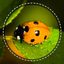 Insect identifier by photo icon