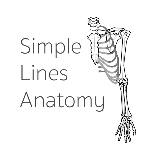 Simple Lines Anatomy app icon