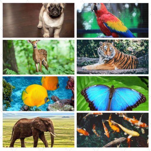 First Animal Sounds App app icon