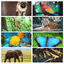 First Animal Sounds App icon