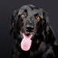 Pet Insurance - Pet Care icon