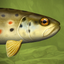 Trutta icon