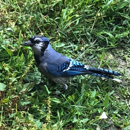 Blue Jay Stickers app icon