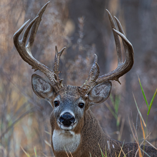 Ultimate Deer Calls app icon