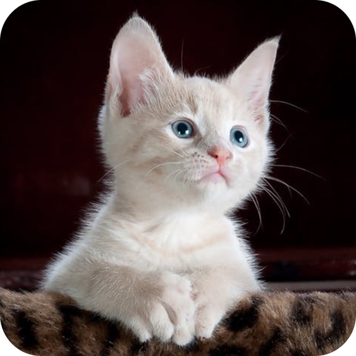 Find a Cat! app icon