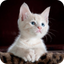Find a Cat! icon