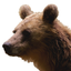 Reggy Bear icon
