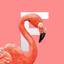 Flamingo Tropical Stickers icon