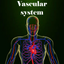 Vascular system icon