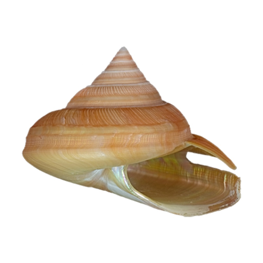 Conchology app icon