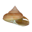 Conchology icon