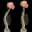 Kyphosis & Rounded Back icon