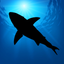 Megalodon icon