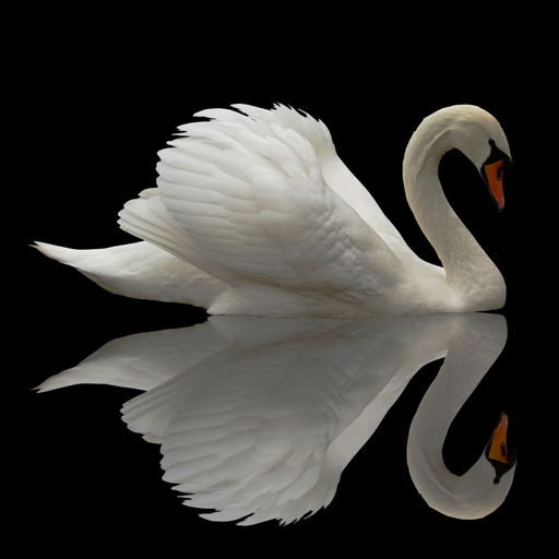 Animal Class app icon