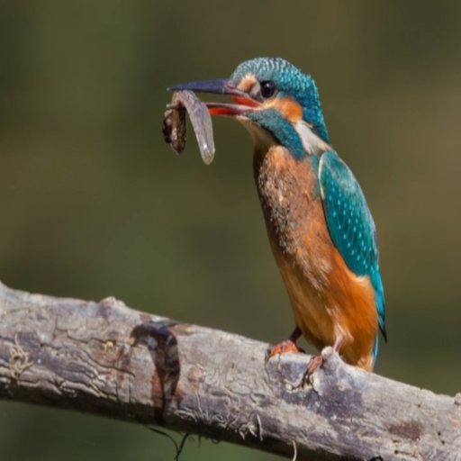 Birds Of Europe app icon