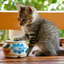 Jigsaw Nyanko icon
