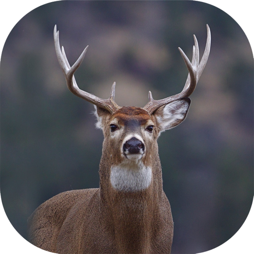 Hunting Camera Pro app icon