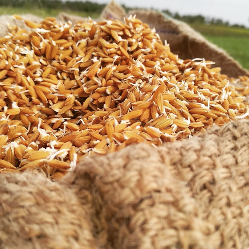 Paddy Varieties app icon