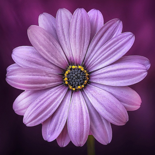 Flowers Wallpapers: HD app icon