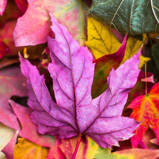 Autumn Wallpapers: HD app icon