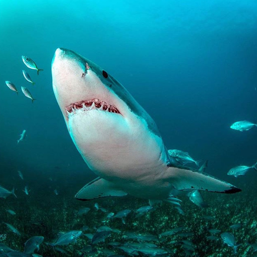 White shark cage-diving app icon