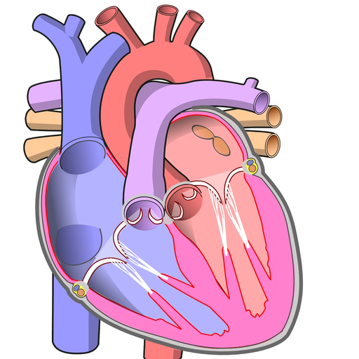 Genio de Anatomía app icon
