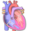 Genio de Anatomía icon