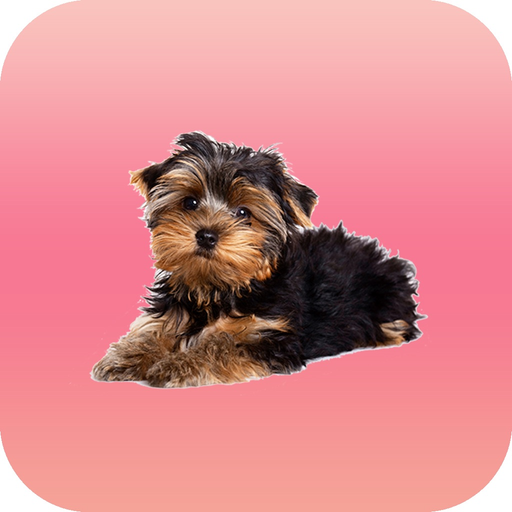 Lucky Stickers app icon