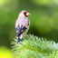 Bird Song/Photo Identification icon