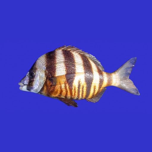 Marine Fish Guide app icon