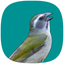 Trinca Ferro Verdadeiro icon