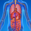 Innere Anatomie Testfragen icon
