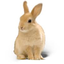 Hare icon