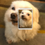 Recognize Me Mobile icon