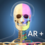 AR Skeleton Anatomy icon