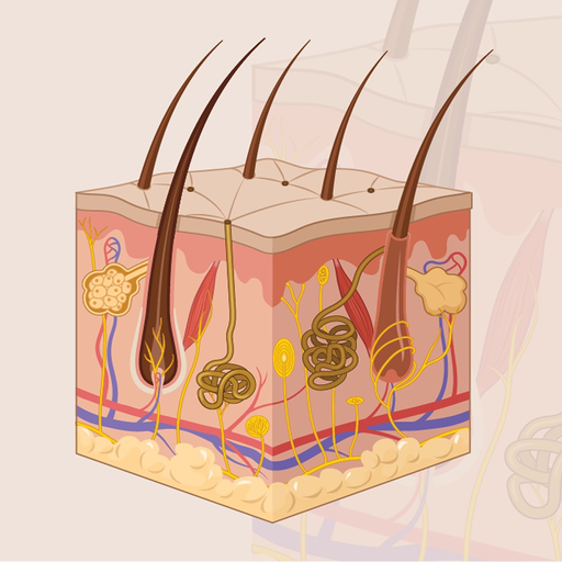 Learn Integumentary System app icon