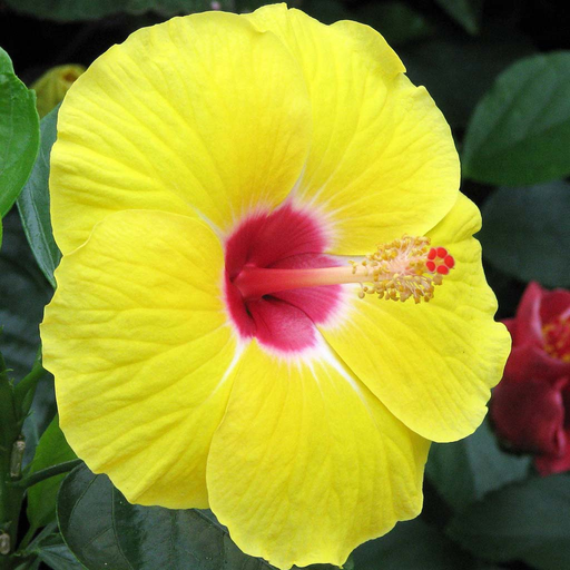 Hawaii Plants app icon