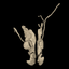 DigitalFemaleRepro icon