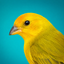 Canário da Terra Verdadeiro icon