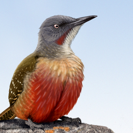 Sasol eBirds Southern Africa app icon