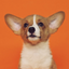 Good Boi! Puppy Sound Training icon