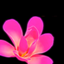 LoveStore icon