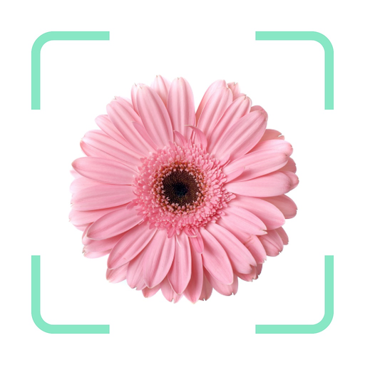 Plantr - Plant Identifier app app icon