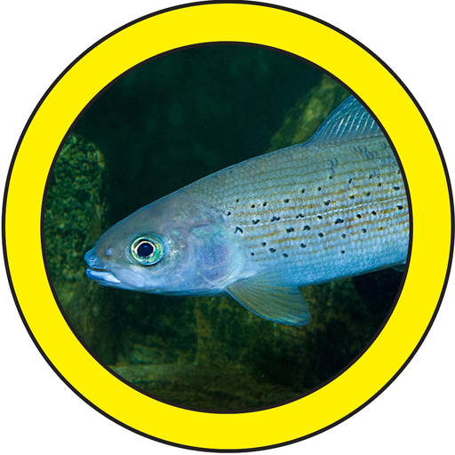 Fish Sorter app icon