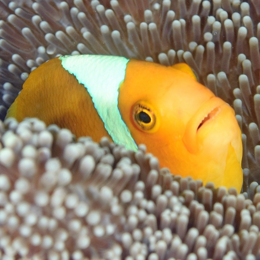 Solomon Islands Fish ID app icon