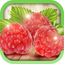 Edible Wild Plants icon