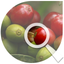 Cenicafé: Manejo agronómico icon